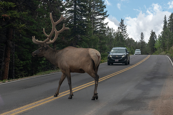 Elk crossing the road by Dan Friend Elk crossing the road by Dan Friend